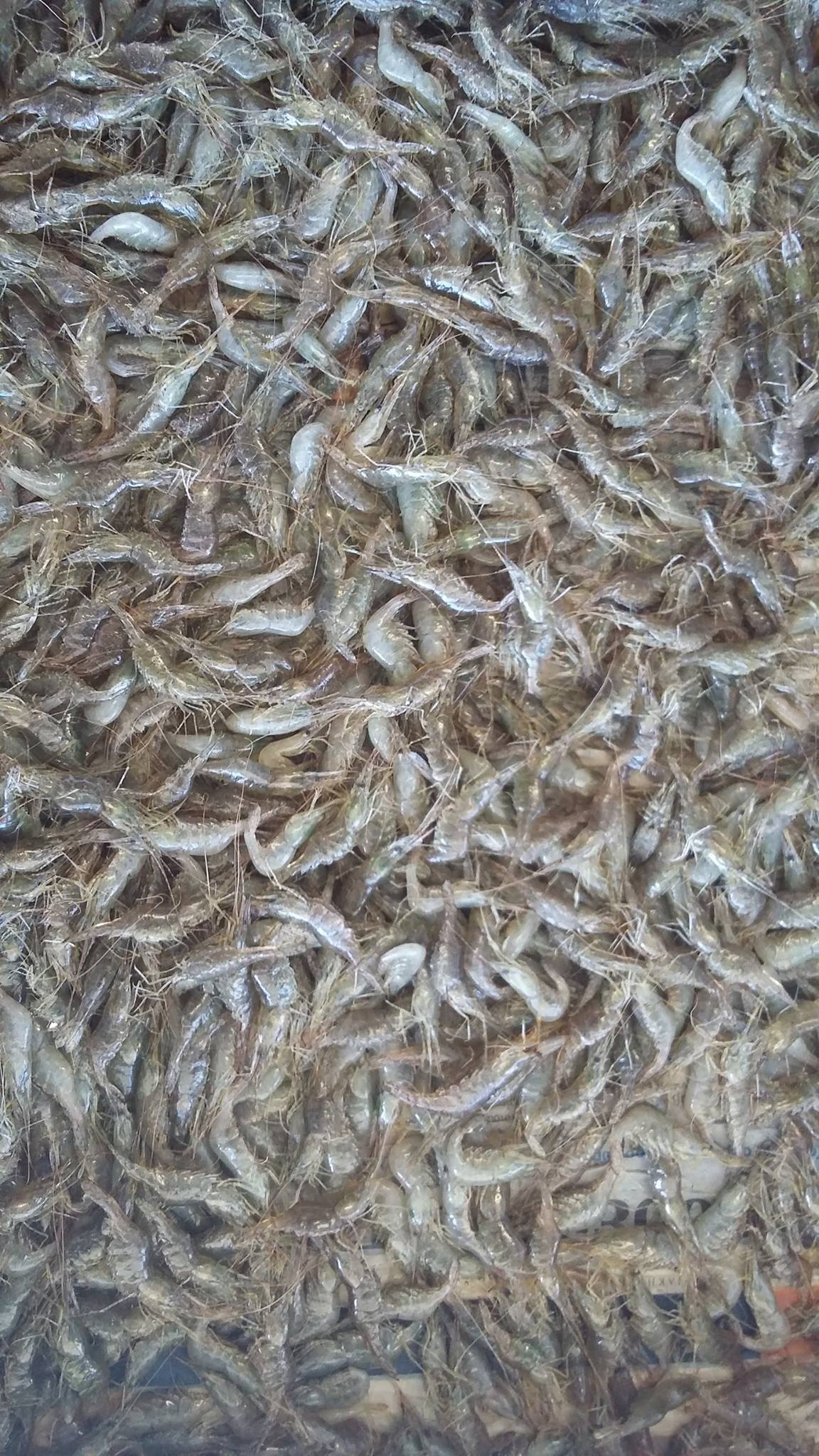 Μικρά Ψάρια